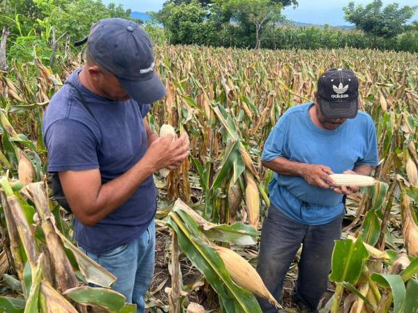 <i>La CEPAL advirtió sobre severas repercusiones económicas, sociales y en diversos sectores productivos ante la inminencia de un episodio de alta intensidad. Foto de cortesía</i>