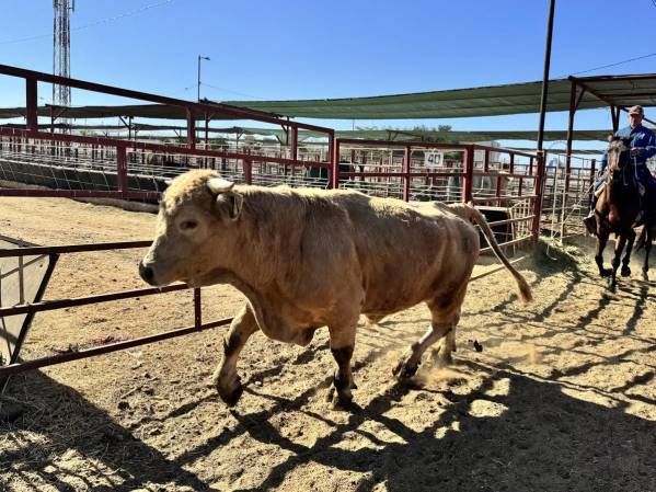 Fotografía de archivo de ganado vacuno siendo trasladado para ser desinfectado en un rancho en Hermosillo (México). EFE/Daniel Sánchez