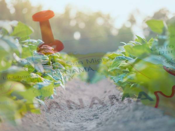 Superficie cultivada cae un 5,1 % en más de una década en Panamá: censo oficial