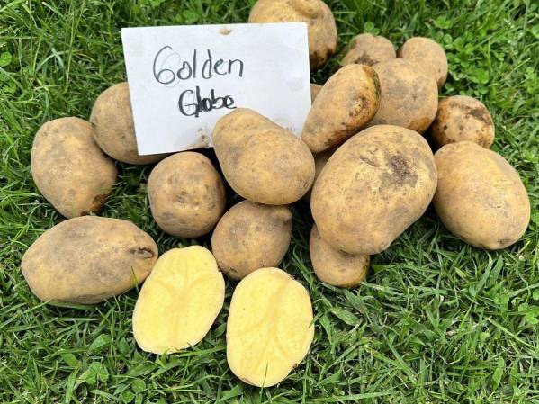 La producción de papa en Panamá impacta en la economía nacional con 11.7 millones de balboas en bienes y servicios agropecuarios. Foto: Ministerio de Desarrollo Agropecuario