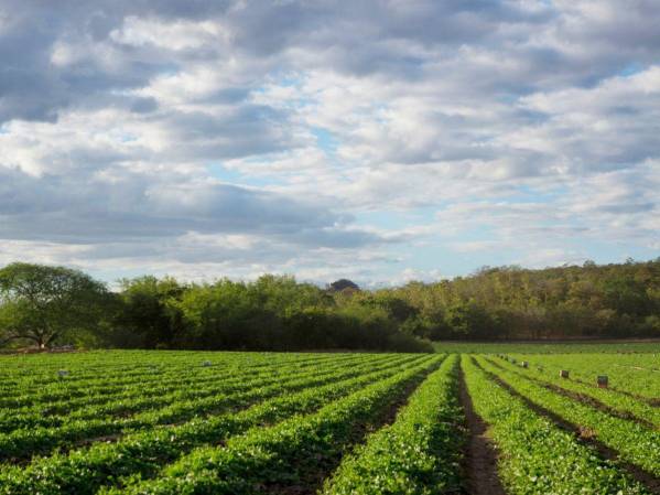 Grupo Agrolíbano opera principalmente en San Lorenzo, Valle, Honduras, donde produce melón, camarón, productos ormanetales y utensilios de madera.