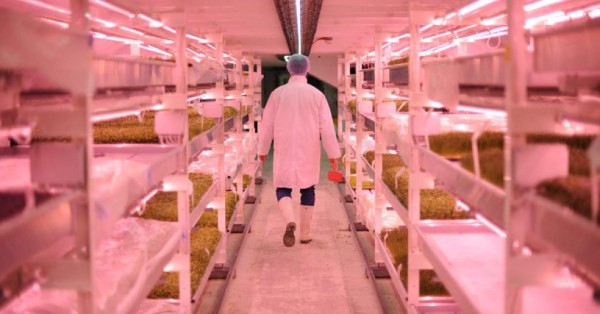 El refugio antiaéreo de Londres que esconde el huerto del futuro