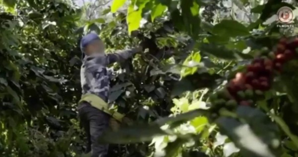 Guatemala investigará si fincas cafeteras contratan menores