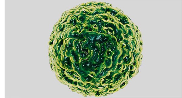 Qué es el norovirus, el nuevo brote que preocupa a China