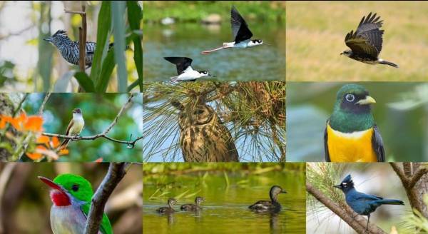 <i>El Centroamérica Big Day es una iniciativa regional impulsada por la Agencia de Promoción Turística de Centroamérica (CATA) para promover el avistamiento de aves como un segmento especializado del turismo de naturaleza. FOTO CATA</i>