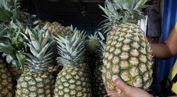 <i>La piña es uno de los principales productos de exportación de Costa Rica. En 2025 las exportaciones de esta fruta ascendieron a US$1.346 millones. Foto de cortesía</i>