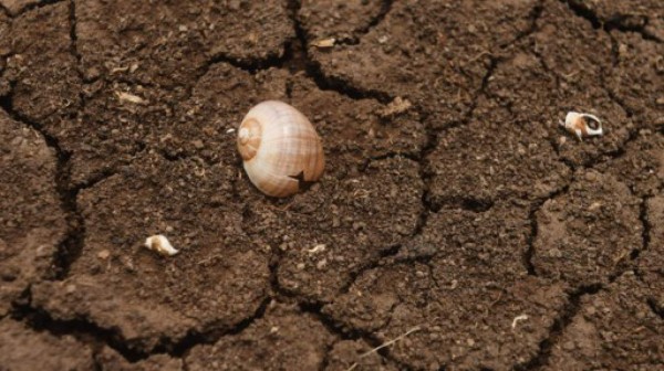 Cambio climático hace estragos en corredor seco de Centroamérica