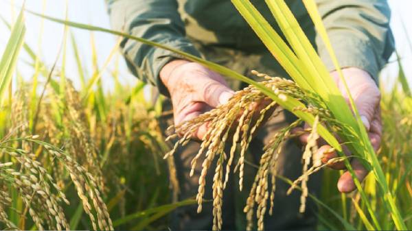 FAO: El arroz alcanza su precio mundial más alto en 15 años