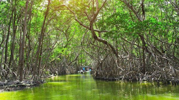 Costa Rica: Organización de mujeres aporta a conservación de biodiversidad y manglar