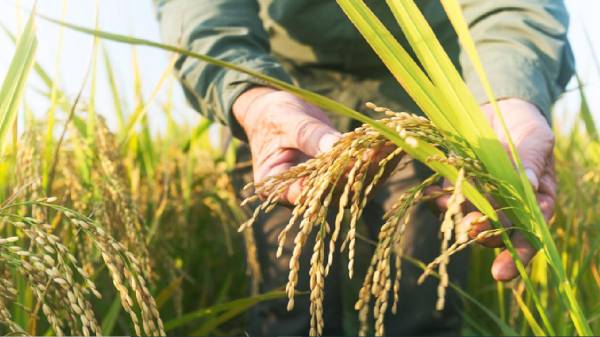 Se prevé que la producción mundial de arroz aumentará un 1,0 % hasta alcanzar el récord de 555,5 millones de toneladas, con aumentos en Bangladesh, el Brasil, China, la India y, sobre todo, Indonesia. Foto de iStock