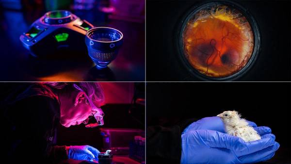 <i>De izquierda a derecha: dispositivo Colossal para la incubación de huevos artificiales; embrión sano; pollito nacido del dispositivo; primer primer plano del polluelo. Crédito: Colossal Biosciences.</i>