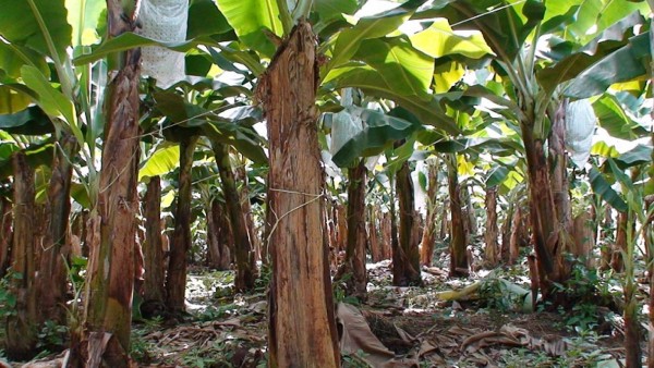 Costa Rica: mal clima afecta agroexportaciones