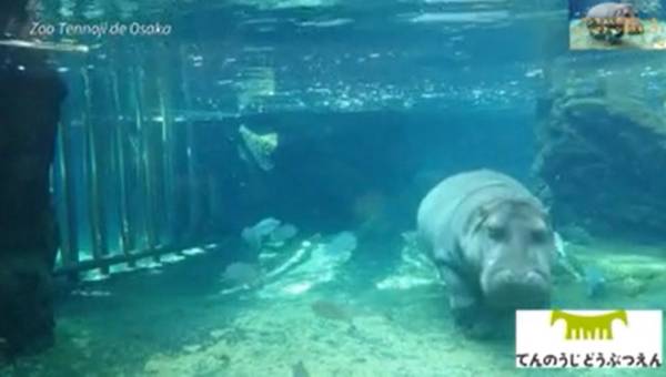 Hipopótamo que llegó de México como macho y en Japón resultó ser hembra