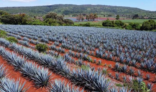 <i>Al primer semestre de 2026, el consumo de agave creció 3 %, la producción de tequila disminuyó 1,7 % y las exportaciones incrementaron 3 %, principalmente a Estados Unidos. Foto de iStock</i>