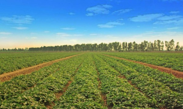 Agrolíbano, superando expectativas