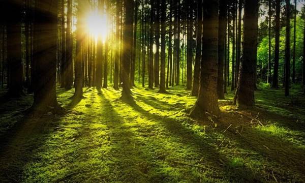 <i>Los bosques de Costa Rica desempeñan un papel fundamental en la mitigación del cambio climático. Foto de iStock</i>
