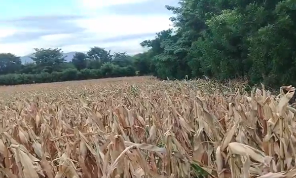 <i>Cerca de 6,9 millones de quintales de maíz, frijol y sorgo o el 100 % de la siembra de agosto y septiembre, estarían en riesgo en El Salvador. Foto de cortesía</i>