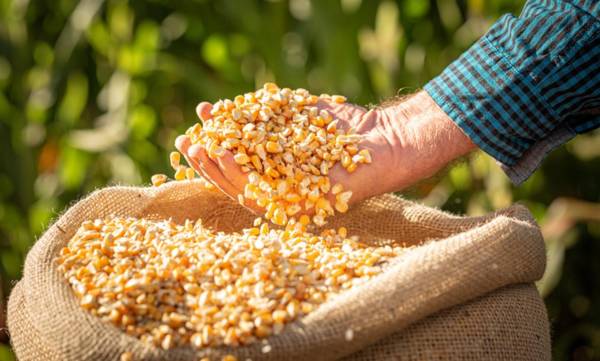 <i>El precio de los cereales cayó un 3,5 % con respecto a mayo, debido a la caída de los precios internacionales del maíz y el trigo. Foto de iStock</i>