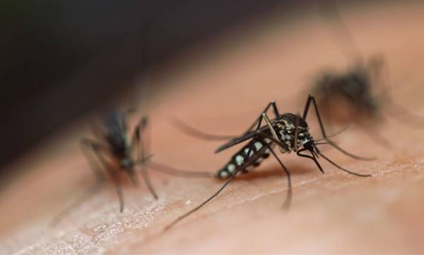 El clima -en concreto, la rápida sucesión de congelación y deshielo del agua que los mosquitos necesitan para poner sus huevos y desarrollarse como larvas- también dificultaba su supervivencia. Foto de iStock
