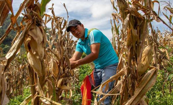 <i>Su enfoque en la agricultura sostenible y la promoción de la seguridad alimentaria en comunidades vulnerables ha sido fundamental para su inclusión en la lista.</i>