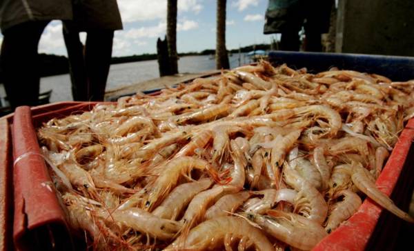 <i>Los camarones congelados se mantuvieron liderando las exportaciones de este periodo, seguidos por azúcar, teca, sandías y aceite de palma. Foto de iStock</i>