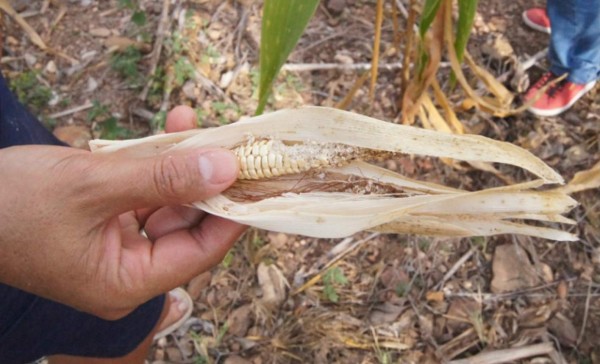 Estos son los retos económicos para el gobierno de Jimmy Morales