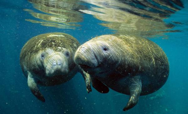 <i>El Smithsonian explicó que el estudio permitió identificar nueve manatíes que viajaban entre Panamá y Costa Rica, recorriendo distancias de hasta 200 kilómetros. Foto de iStock</i>