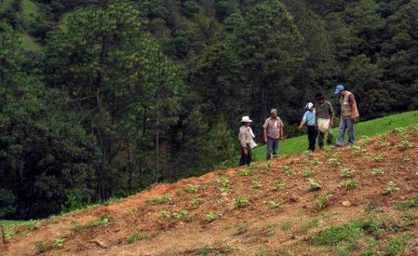 FAO hará mapeo digital de nutrientes del suelo de Centroamérica