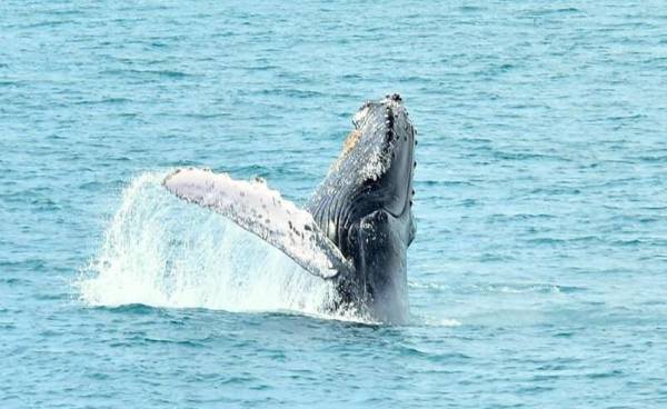 Quepos, un lugar para avistar ballenas