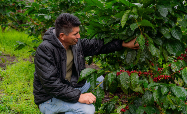 <i>Durante 2025, Nestlé Centroamérica acompañó a más de 100,000 familias cafetaleras mediante actividades de formación en temas agrícolas, económicos y sociales en 15 países. Foto de cortesía</i>
