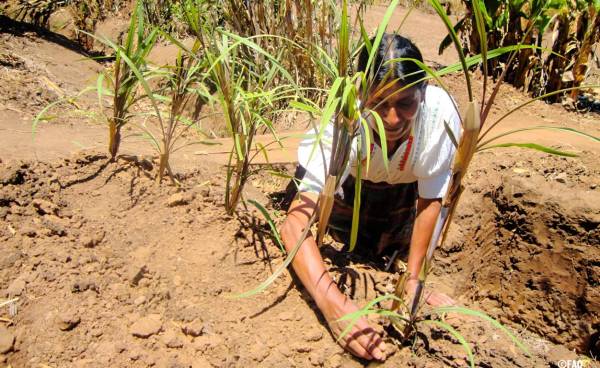 Promueven negocios ecológicos con inversión de US$10 millones en América Latina