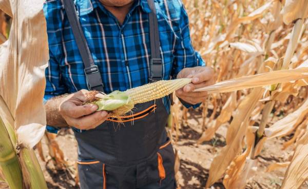 Cómo amenaza el cambio climático a la agricultura