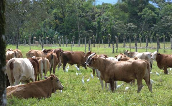 <i>En el caso de la actividad bovina, el inventario ascendió a 589,725 animales, con una orientación hacia la producción de leche, actividad a la que se dedica exclusivamente el 63 % de los productores de bovinos. Foto de iStock</i>