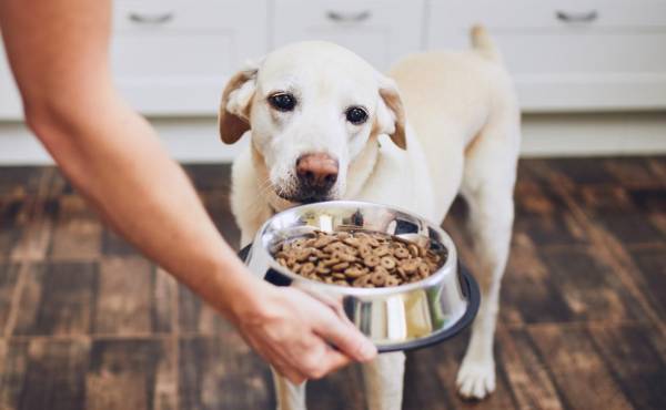 Compra de alimentos para perros en Centroamérica creció 3,7 % en volumen en 2023