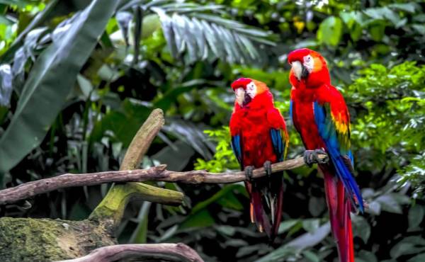 La COP17 arranca con el reto de acelerar la defensa de la biodiversidad