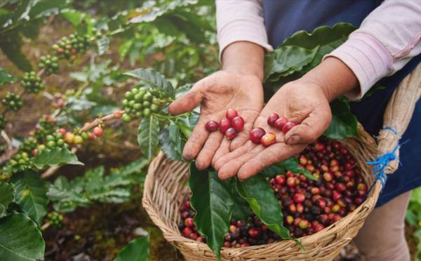 Un 15 % de las fincas de café en El Salvador está contaminado con hongo de la roya