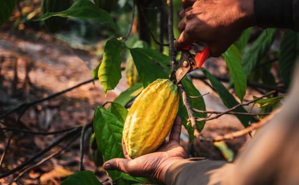 Escasez impulsa el precio del cacao por primera vez sobre los US$10.000 por tonelada