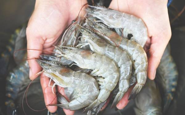 Bloqueos y aranceles disminuyen la exportación de camarón de Honduras