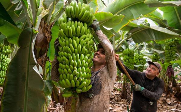 <i>Las autoridades panameñas han informado que se espera que en febrero próximo comiencen las exportaciones de banano. Foto de iStock</i>
