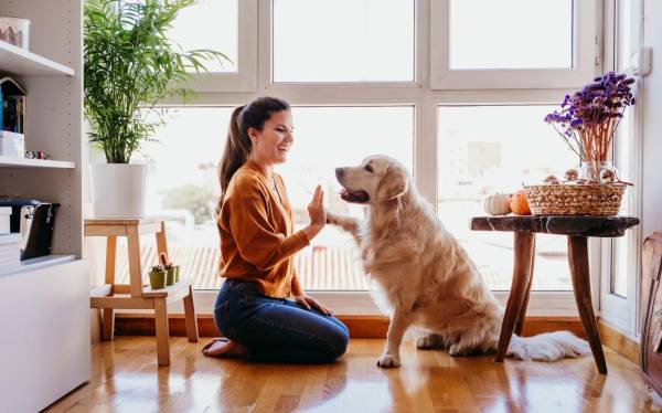 Estudio: Los perros sí entienden lo que les dicen los humanos