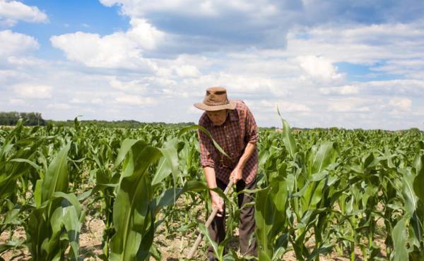 <i>A la fecha, más de 180 pequeños agricultores han sido beneficiados en 14 departamentos, principalmente en actividades de producción, procesamiento y comercialización de café, hortalizas, frutales, acuacultura y otros sectores agrícolas. Foto de iStock</i>