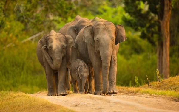 Estudio revela que elefantes asiáticos entierran sus pequeños muertos y los lloran