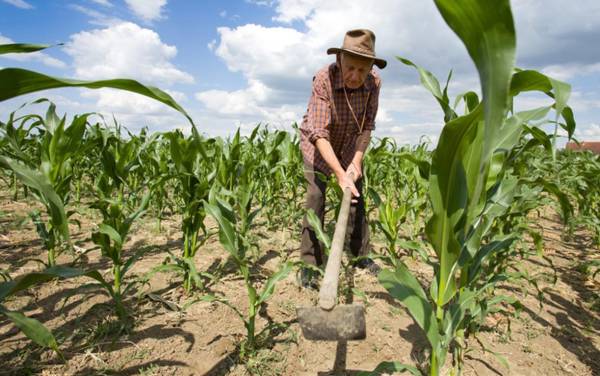 <i>El mecanismo contempla opciones de reprogramación o reestructuración de obligaciones crediticias, períodos de gracia, ampliación de los plazos y la posibilidad de acceder a nuevos financiamientos para mantener las actividades productivas de Honduras. Foto de iStock</i>