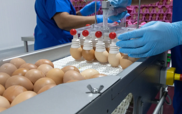 <i>La compañía cuenta con más de 500.000 aves en producción, lo que le permite sostener una actividad a gran escala, respaldada por 350 empleos directos. Foto de cortesía</i>