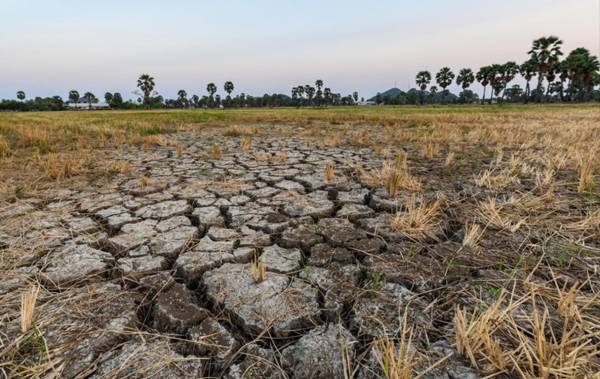 FAO elabora plan para atenuar el impacto de El Niño en la agricultura de Centroamérica