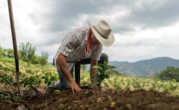 <i>Guatemala prepara medidas para reforzar el almacenamiento y la conservación de alimentos de cara a 2027. andresr / Getty Images</i>