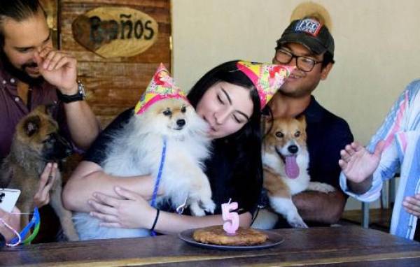 Restaurante para perros de Costa Rica es ‘amigable con humanos’