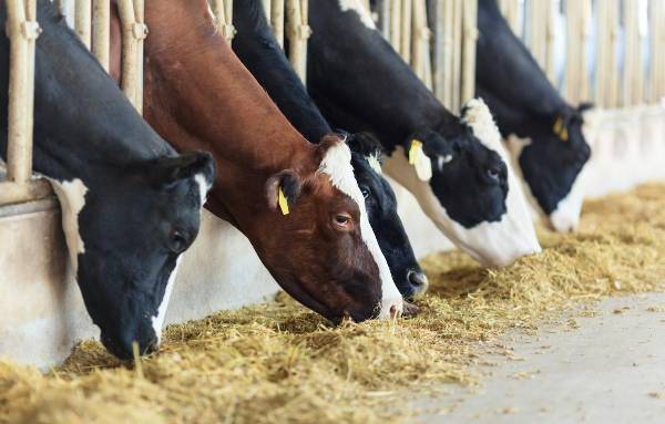 <i>Panamá fue ratificado por la Organización Mundial de Sanidad Animal (OMSA) como un país de riesgo insignificante frente a la enfermedad conocida como vacas locas. Foto de iStock</i>