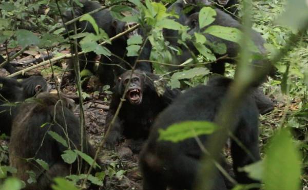 <i>Machos del grupo occidental de los chimpancés de Ngogo durante un ataque en 2019. Crédito: Aaron Sandel/Universidad de Texas</i>