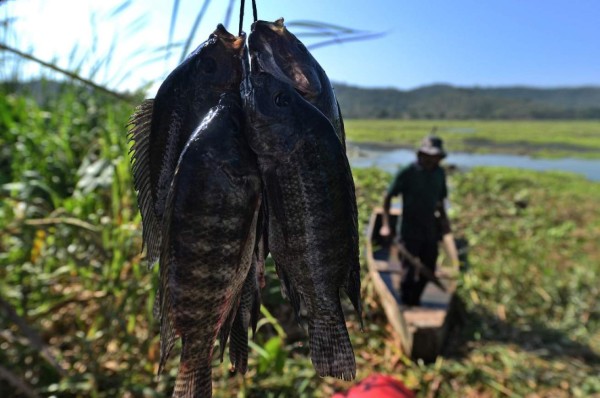 Honduras vive emergencia por sequía